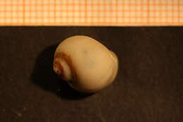 Image of Arctic moon snail