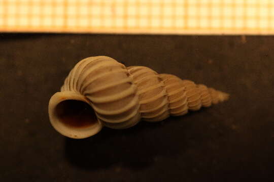 Image of unclassified Gastropoda