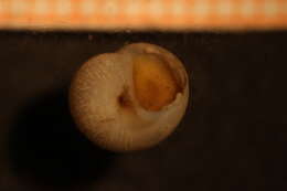 Image of unspotted moonsnail