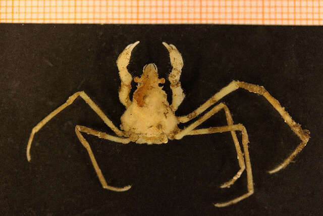 Image of Leach's spider crab