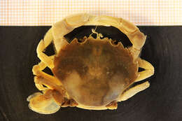 Image of common swimming crab