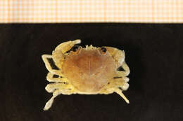 Image of common swimming crab