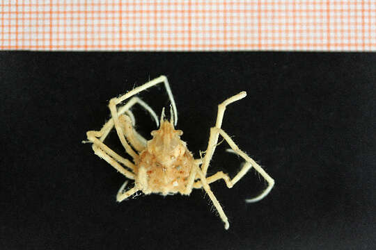 Image of long legged spider crab