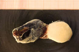 Image of Anelasma squalicola Darwin 1852