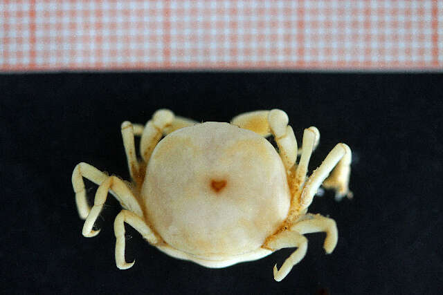 Image of Pea crab