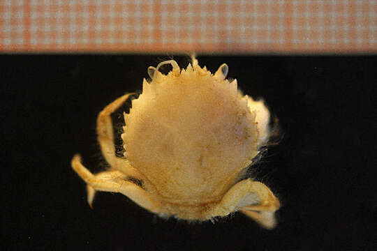 Image of circular crab