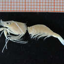 Image of big-clawed shrimp