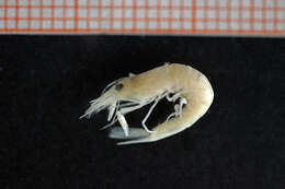 Image of Common shrimp