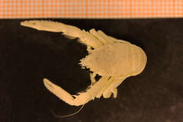 Image of Leach's squat lobster