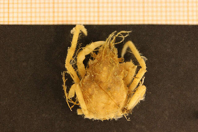 Image of Great spider crab