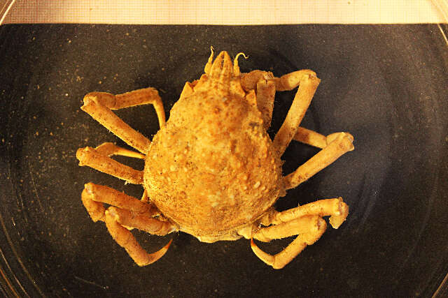 Image of Great spider crab