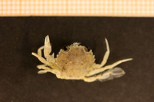 Image of blue-leg swimcrab