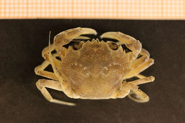 Image of blue-leg swimcrab