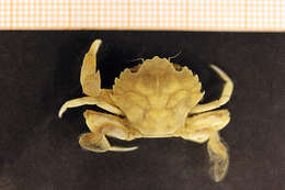 Слика од Liocarcinus pusillus (Leach 1816)