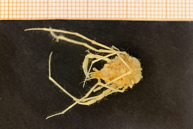 Image of Macropodia parva Van Noort & Adema 1985