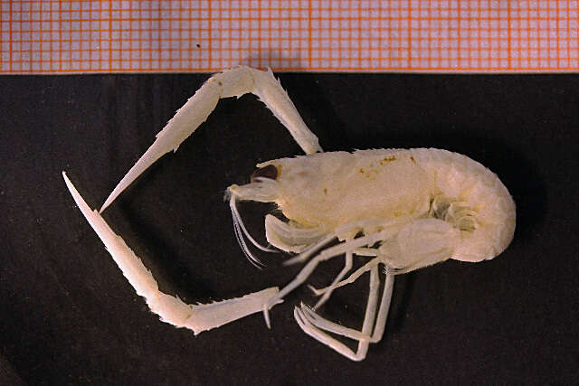 Nephrops Leach 1814 resmi