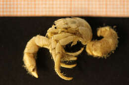 Image of Hermit Crabs