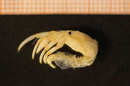 Image of downy hermit crab