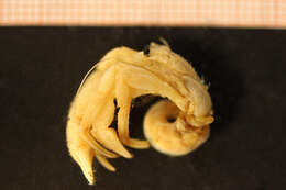 Image of downy hermit crab