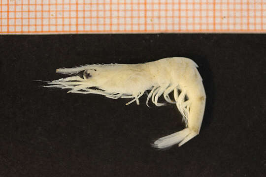 Image of northern prawn