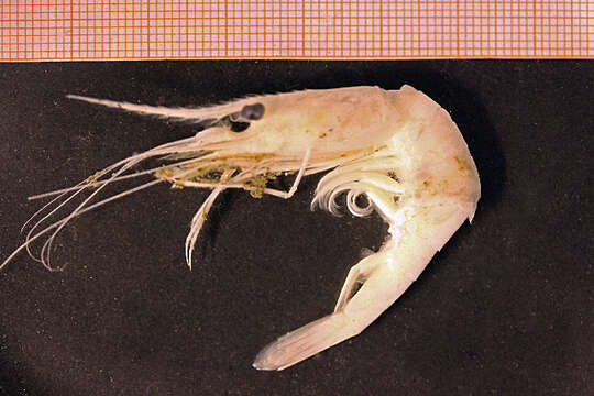 Image of northern prawn