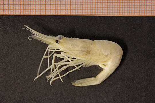 Image of Aesop shrimp