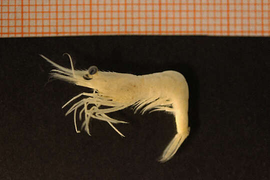 Image of Aesop shrimp