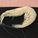 Image of white glass shrimp