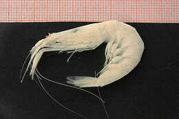 Image of white glass shrimp