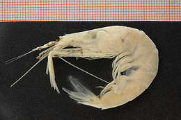 Image of white glass shrimp
