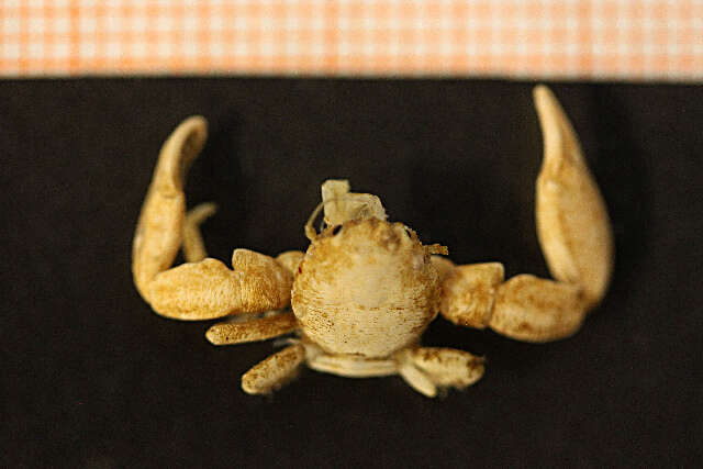 Image de crabe porcelaine