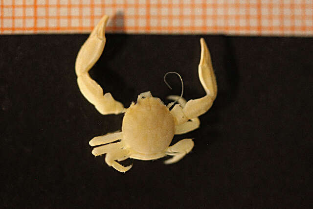 Image de crabe porcelaine