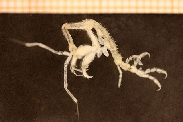 Image of Japanese skeleton shrimp