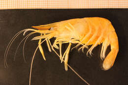 Image of Baltic prawn