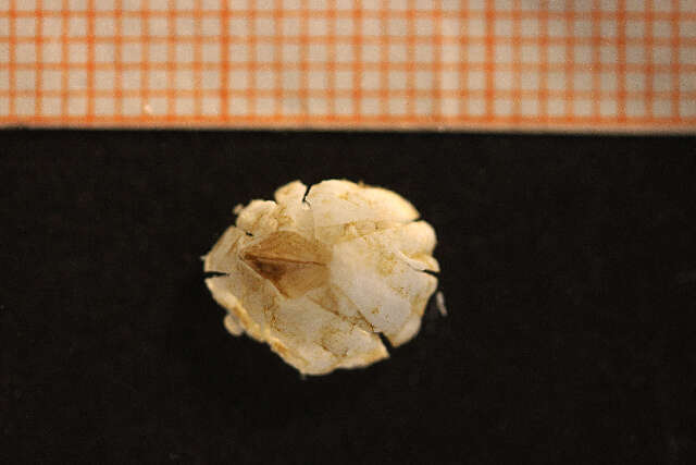 Image of Crenate barnacle