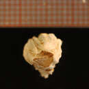 Image of bay barnacle