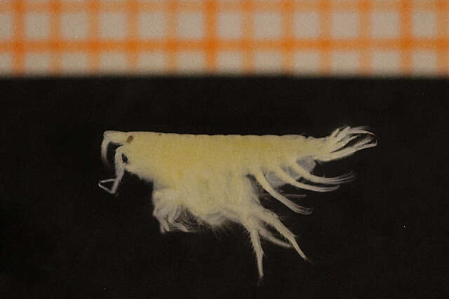 Image of sand digger shrimp