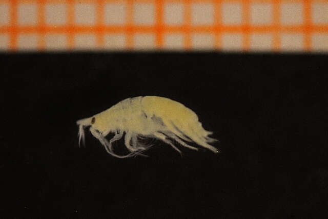 Image of sand digger shrimp