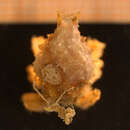 Image of Eurynome spinosa Hailstone 1835