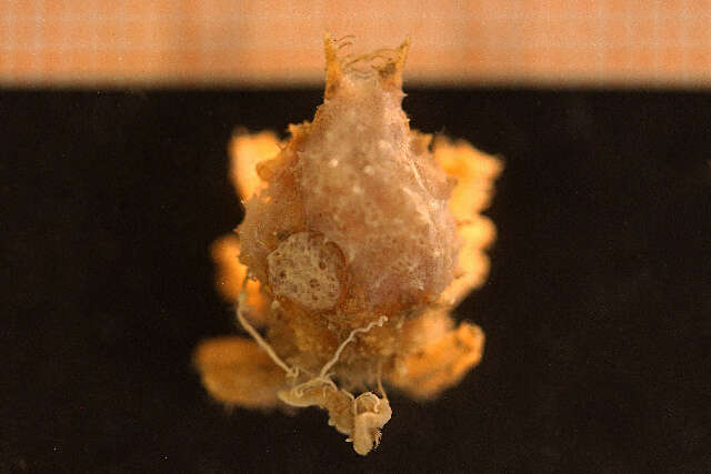 Image of Eurynome spinosa Hailstone 1835