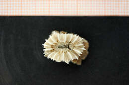 Image of Devonshire cup coral