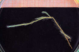 Image of branched antenna hydroid