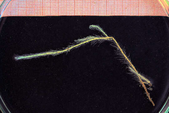 Image of branched antenna hydroid