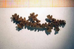 Image of flattened sea fan coral