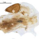 Image of Clinotanypus