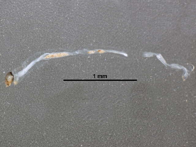 Image of Paratendipes