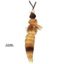 Image of <i>Mocyta scopula</i>