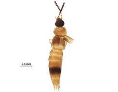 <i>Mocyta scopula</i> resmi