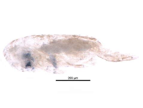 Image of Lepidocyrtus