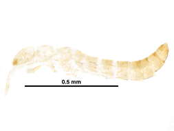 Sivun Eosentomidae kuva
